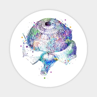 Eye Anatomy Watercolor Magnet